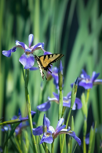 Wild Iris and Swallow Tail - Living Beings - That Moment, Click 