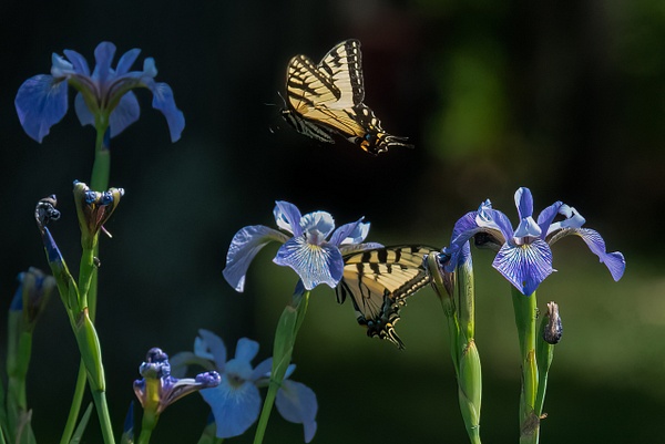 Wild Iris and Swallow Tail v2 - That Moment, Click – Laura Higle Photography