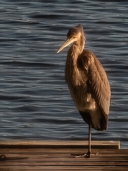 Great Heron Dockside - Living Beings - That Moment, Click