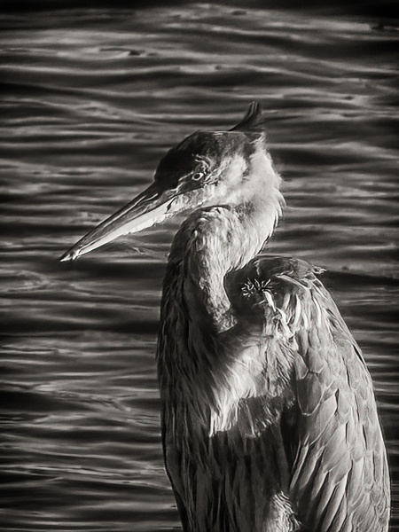 Great Heron Portrait - That Moment, Click – Laura Higle Photography 