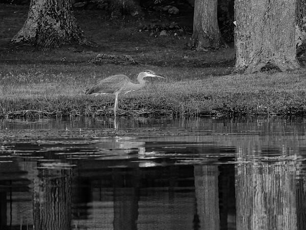 Blue Heron - Black and White - That Moment, Click 