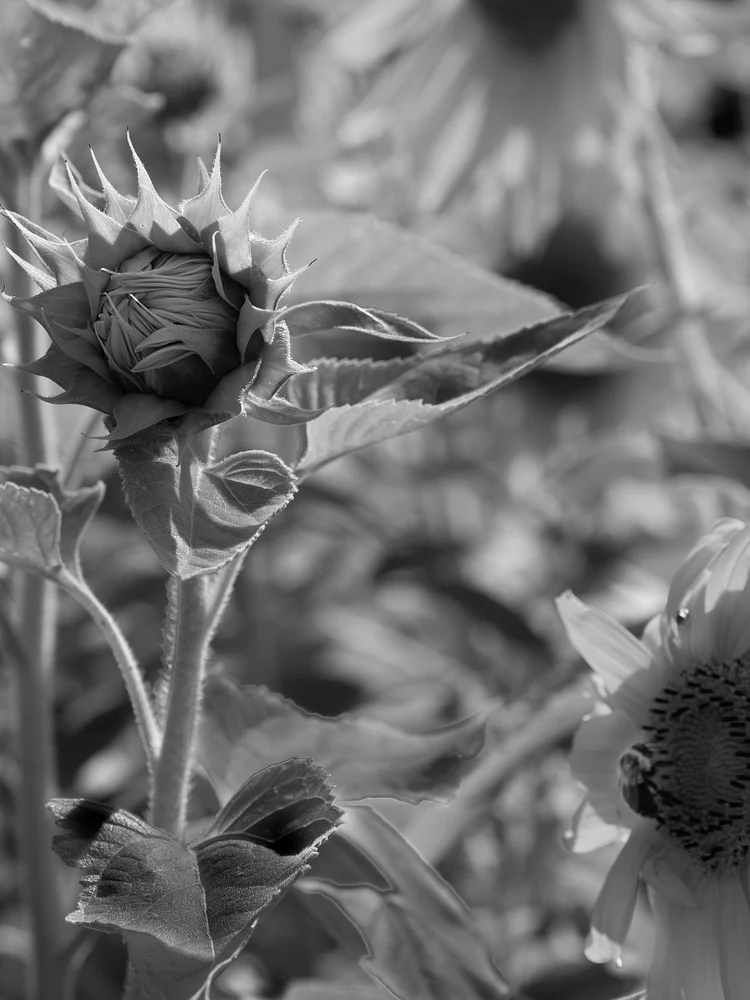 _8140121-Edit