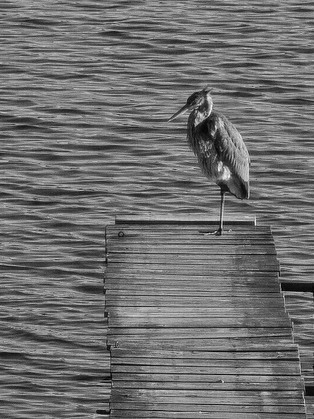 Dock Visit - Black and White - That Moment, Click 
