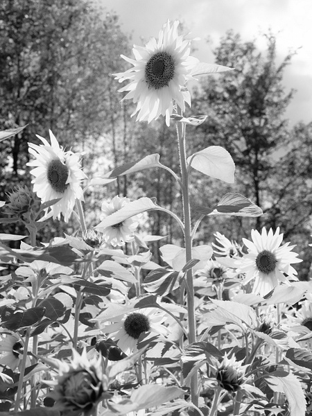 Sunflower - Black and White - That Moment, Click 
