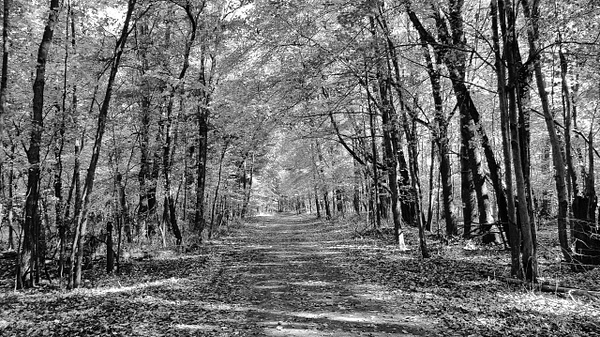 Woods - Black and White - That Moment, Click 