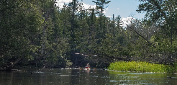 Kayak and Great Grey - That Moment, Click – Laura Higle Photography