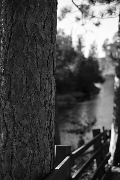 Au Sable and Pine - Landscape - That Moment, Click 
