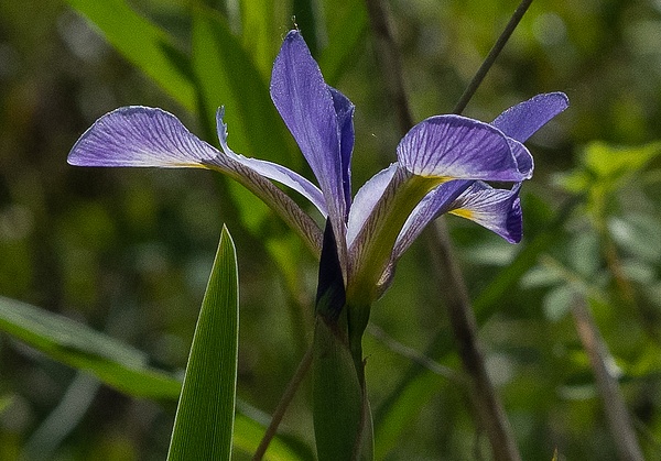 Wild Iris - Landscape - That Moment, Click