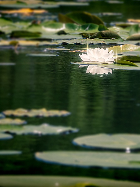 Lotus Lily - Landscape - That Moment, Click 