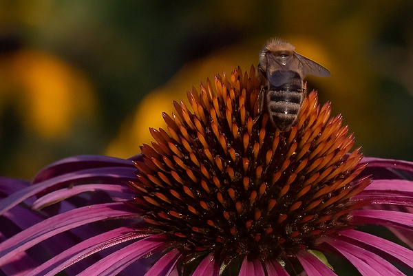 Healthy Bee - That Moment, Click – Laura Higle Photography