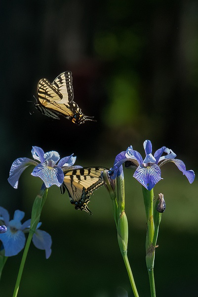 Wild Iris and Swallow Tail v3 - Flowers - That Moment, Click