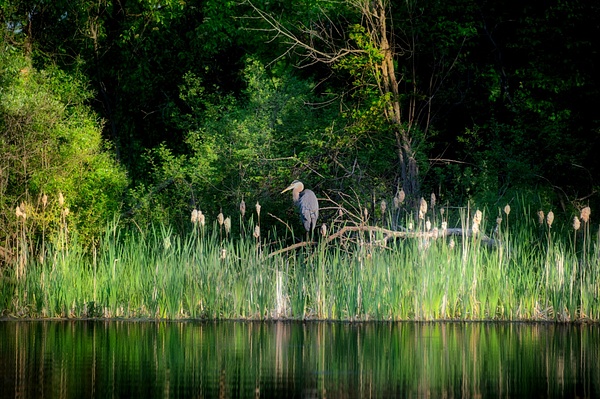 Blue Heron 2022 - Living Beings - That Moment, Click