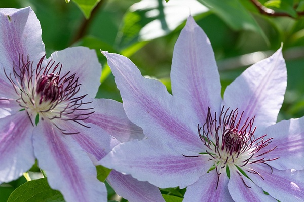 Clematis - Flowers - That Moment, Click