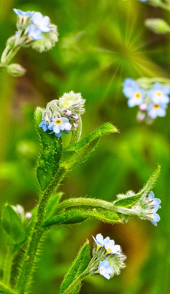 Forget Me Nots 2023 #2 - Spring 2023 - That Moment, Click – Laura Higle Photography 