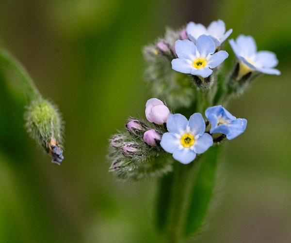 Forget Me Nots - Spring 2023 - That Moment, Click – Laura Higle Photography