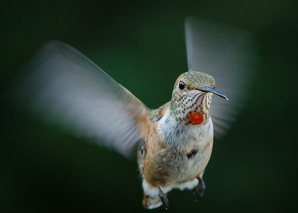 Hummingbird - Home - Walkabput541