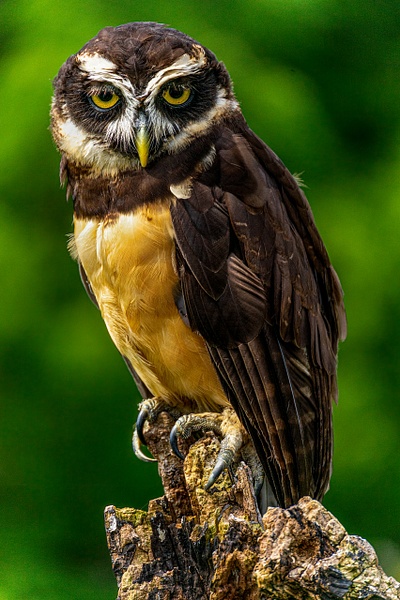 Spectacled Owl Portrait - Birds - MichaelBrownPhotography 