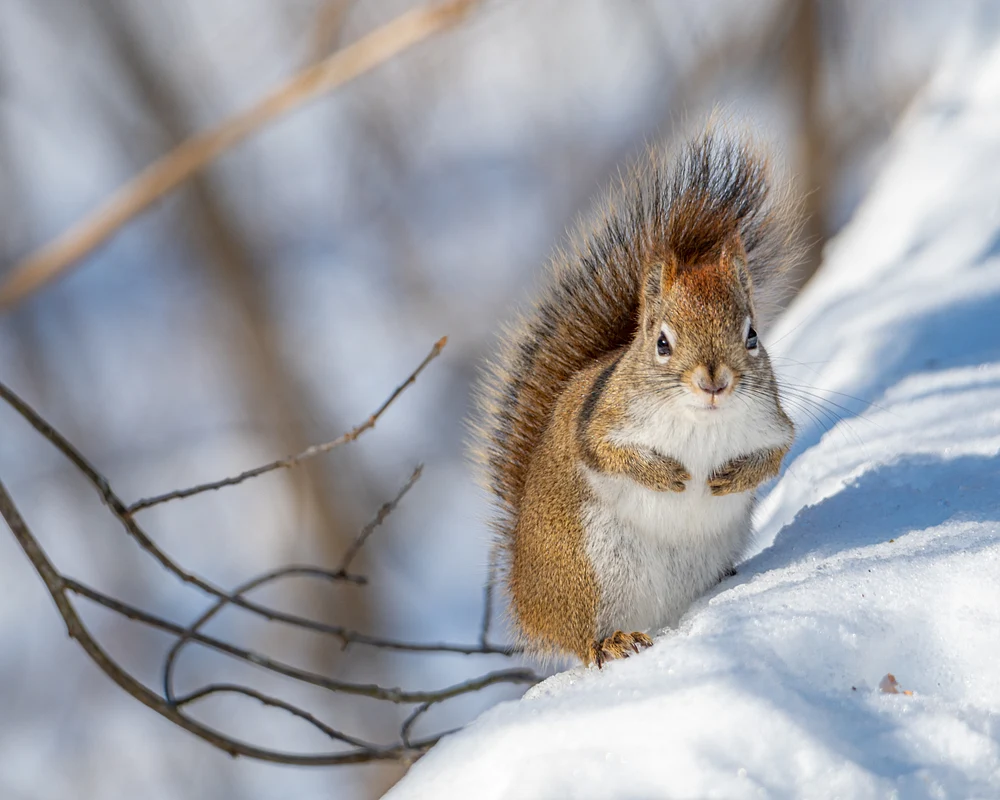 Red Squirrel in Backyard - Andy
