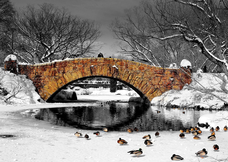Bridge and Ducks