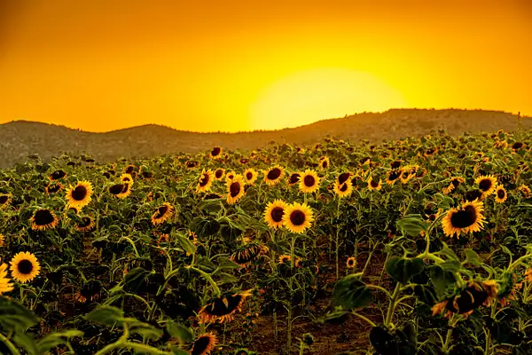 Sunflower field by Øyvind Dammen