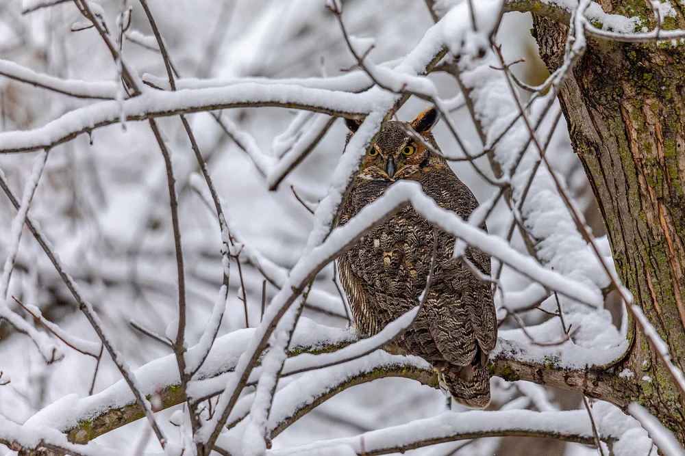 0O8A0142_rev_sh_Great Horned Owl