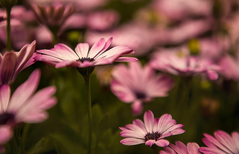 0O8A2796-SAI_rev_Munich Botanical Gardens