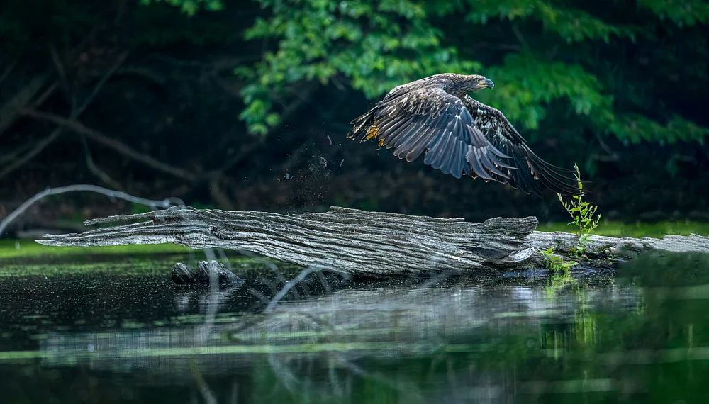 0O8A3980_rev2_sh_Bald Eagle (IM)