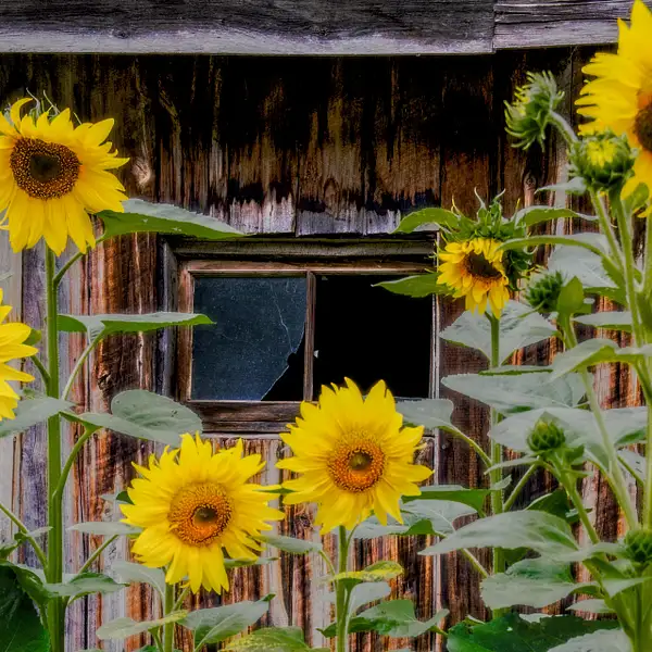Sunflower by Ken Vanderwal