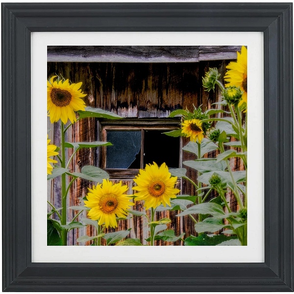 Sunflowers - Framed Prints - KLVPhotography 