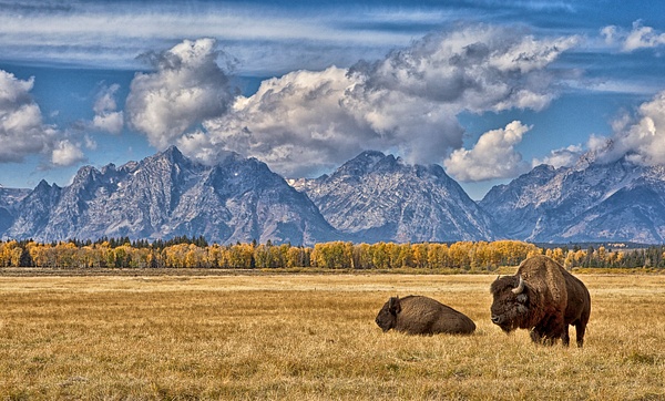 _MH_8753 Bison in the Meadow - Wildlife and Nature - Gary Hamburgh Photography 