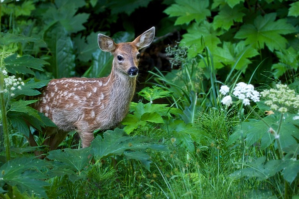 _MH_3274 Fawn in Greenery - Wildlife and Nature - Gary Hamburgh Photography