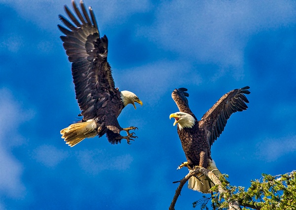 _MH_3983 - Eagle Talk - Wildlife and Nature - Gary Hamburgh Photography 