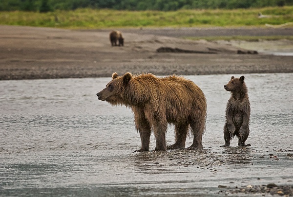 _GMH9207  Bears on Alert - Wildlife and Nature - Gary Hamburgh Photography 