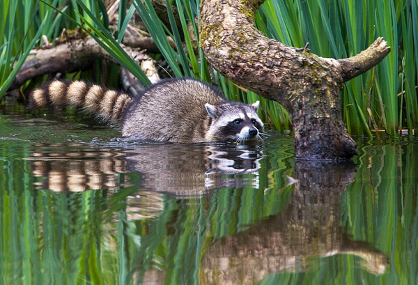 _MG_6768 Raccoon Wading - Wildlife and Nature - Gary Hamburgh Photography 