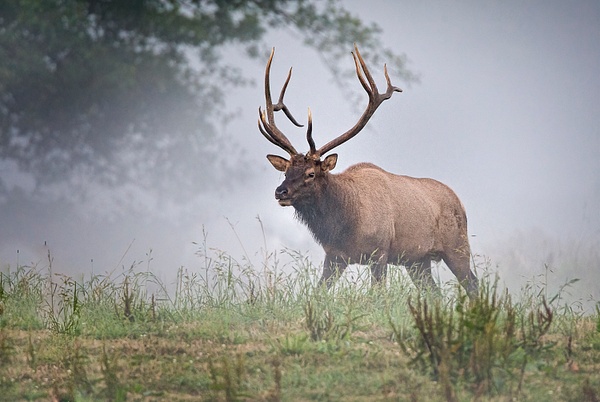 _MH_7306 - Bull Elk in the Fog - Gary Hamburgh Photography 