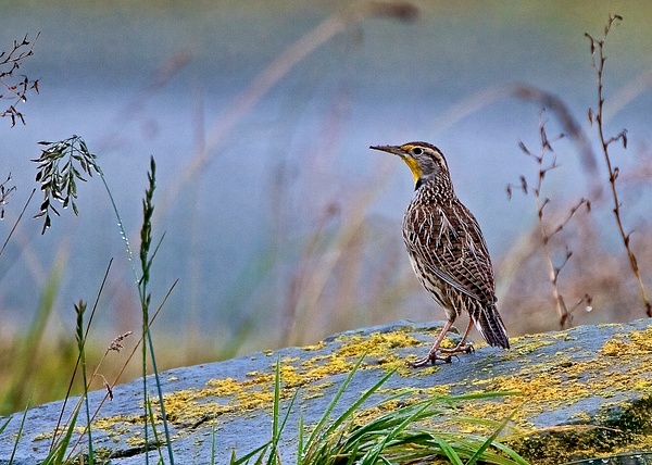 _MG_1715 Western Meadowlark-2-Edit - Wildlife and Nature - Gary Hamburgh Photography 