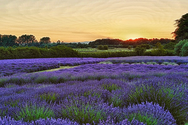 _MH_6102 Sunrise at the Lavender Fields-2 - Landscapes - Gary Hamburgh Photography 