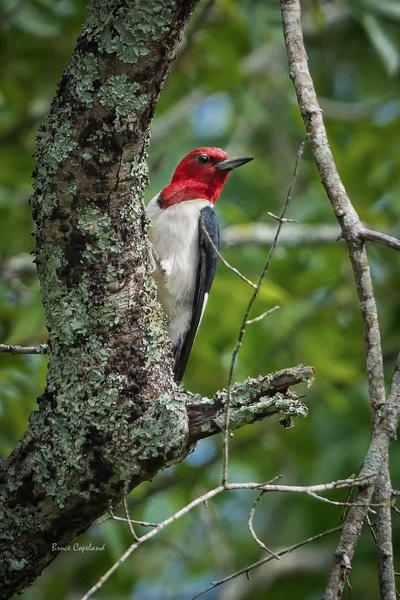 BD-11 Red Headed Woodpecker - Bruce Copeland Nature & Landscape Photography