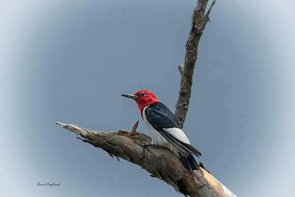BD-12 Red Headed Woodpecker 2 - Bruce Copeland Nature & Landscape Photography