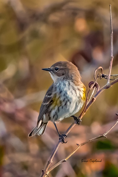BD-06 Yellow Rump Warbler - Bruce Copeland Nature & Landscape Photography