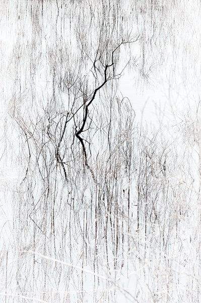 Flooded - Black & White - Linda DeStefano Brown - Fine Art Photographer 