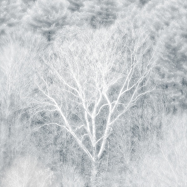 Dream Forest - Black & White - Linda DeStefano Brown - Fine Art Photographer 