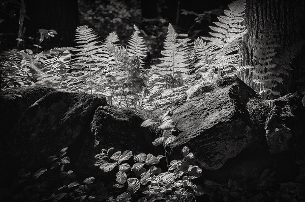 Light Falling on the Ferns - Black & White - Linda DeStefano Brown - Fine Art Photographer 