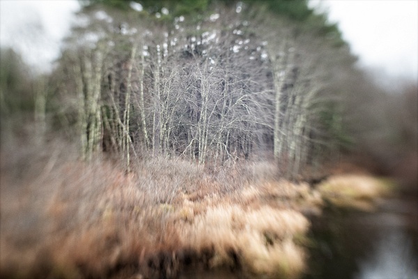 Forest Awaits - Mysteries of Life - Linda DeStefano Brown - Fine Art Photographer