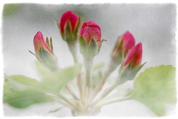 Spring Love - Mysteries of Life - Linda DeStefano Brown - Fine Art Photographer