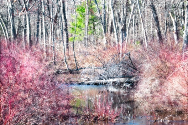 Th Coming of Spring - The Seasons - Linda DeStefano Brown - Fine Art Photographer 