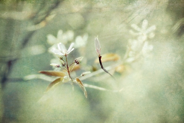 Whispers of Spring - The Seasons - Linda DeStefano Brown - Fine Art Photographer