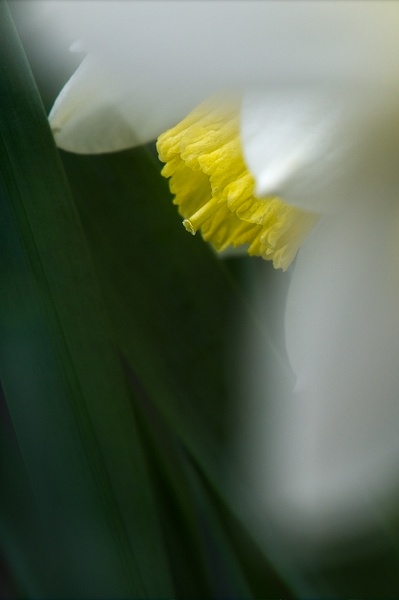Spring Appearance - The Seasons - Linda DeStefano Brown - Fine Art Photographer 