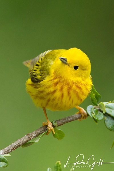 Yellow Warbler-43 - Lynda Goff Photography
