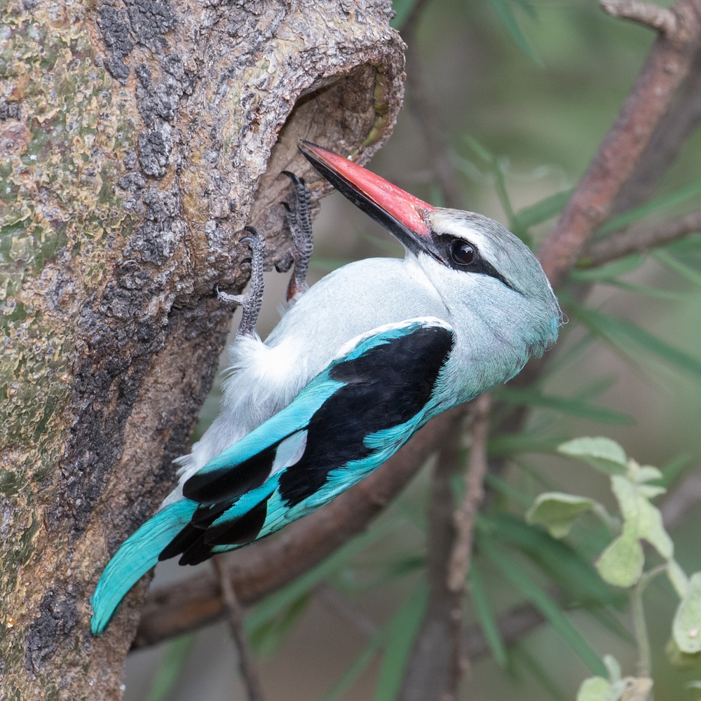 Woodland Kingfisher at nest